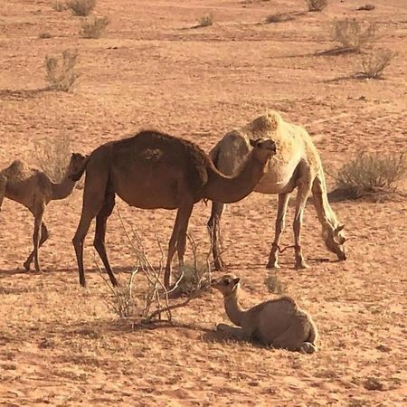 Safari Wadi Rum , Camp&tour Bagian luar foto