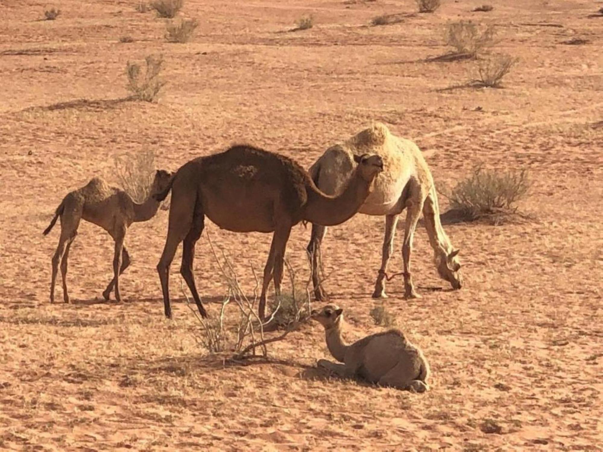 Safari Wadi Rum , Camp&tour Bagian luar foto